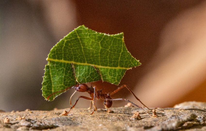 Hormiga cortadora de hojas. Foto: EFE