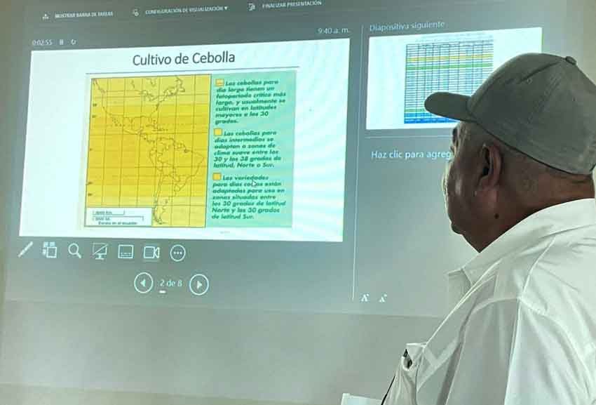 Se busca potenciar la producción de cebolla. Foto MIDA
