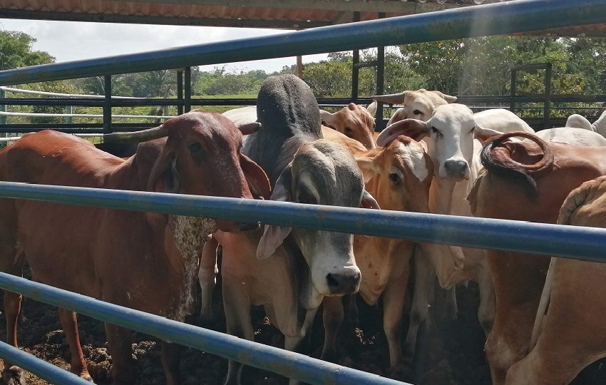 Según el Instituto de Seguro Agropecuario (ISA), Panamá cuenta con 1.4 millones de cabezas de ganado, pero solo 38,633 están aseguradas.