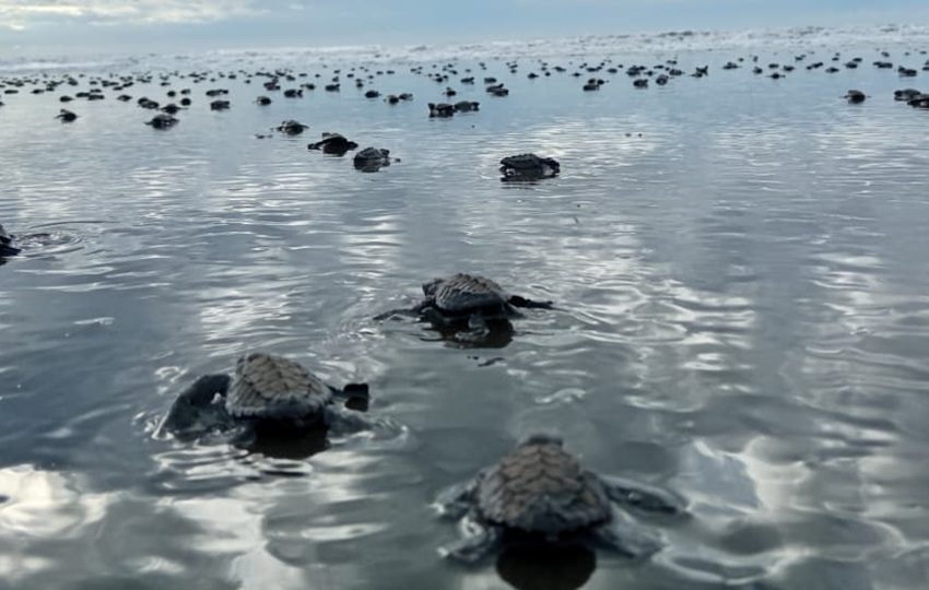53 nidos fueron incubados en el vivero artificial del área protegida. Foto: Cortesía