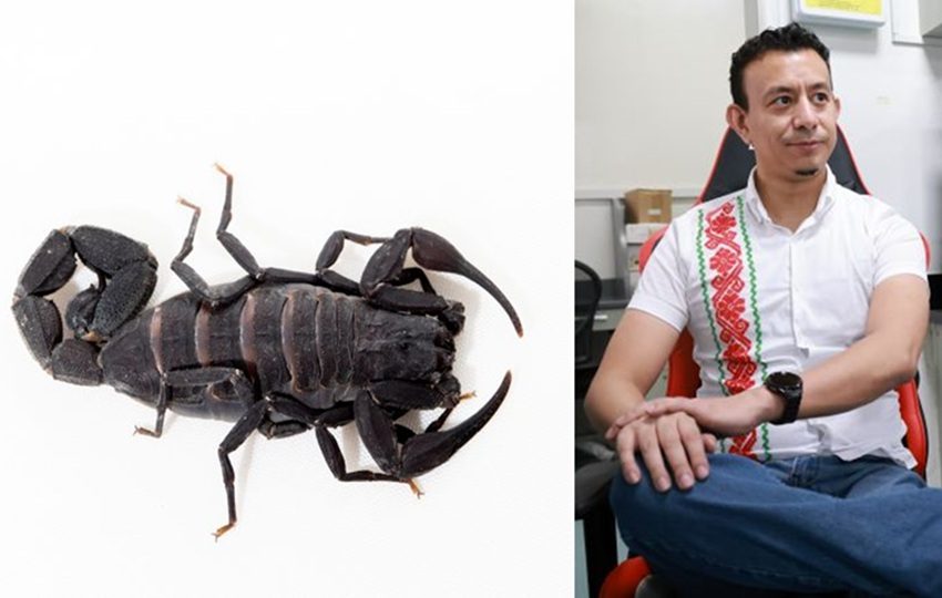 De acuerdo con Salazar, el antiveneno desarrollado por la UP contribuirá a que este problema de salud pública disminuya. Foto: Cortesía/UP