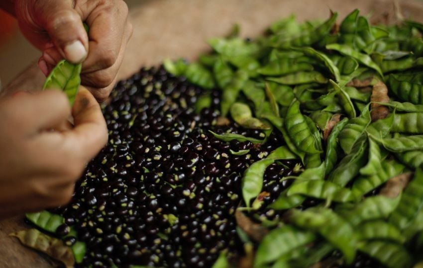  La producción de guandú se presenta principalmente entre los meses de diciembre a marzo. Foto: Cortesía
