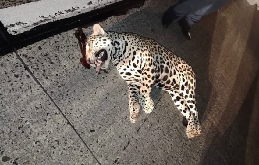 Jaguar atropellado. Foto: Cortesía