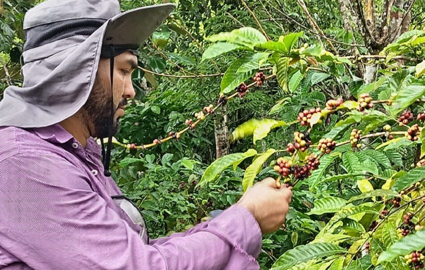 La jornada de campo incluyo un conversatorio sobre el manejo del café, enfermedades, poda, entre otros. Foto: Diomedez Díaz