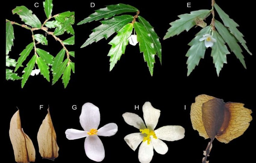 Nueva especie de Begonia chucantiensis. Foto: Semanario La Universidad