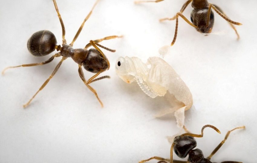 Las hormigas aseguran la salud de su colonia. Foto: EFE