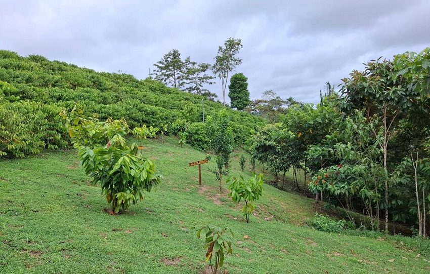 En Finca “La Vieja Molienda”, indica Espinosa, los visitantes tienen opciones de senderismo, hidroponía, el proceso postcosecha del café y agricultura circular. 