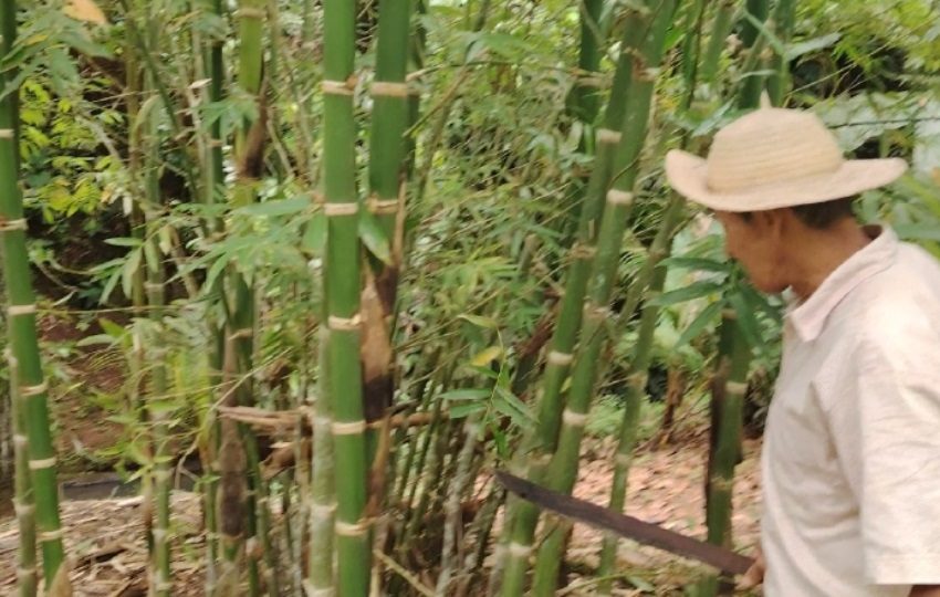 Un total de 17 fincas forman parte del proyecto. Foto: Cortesía