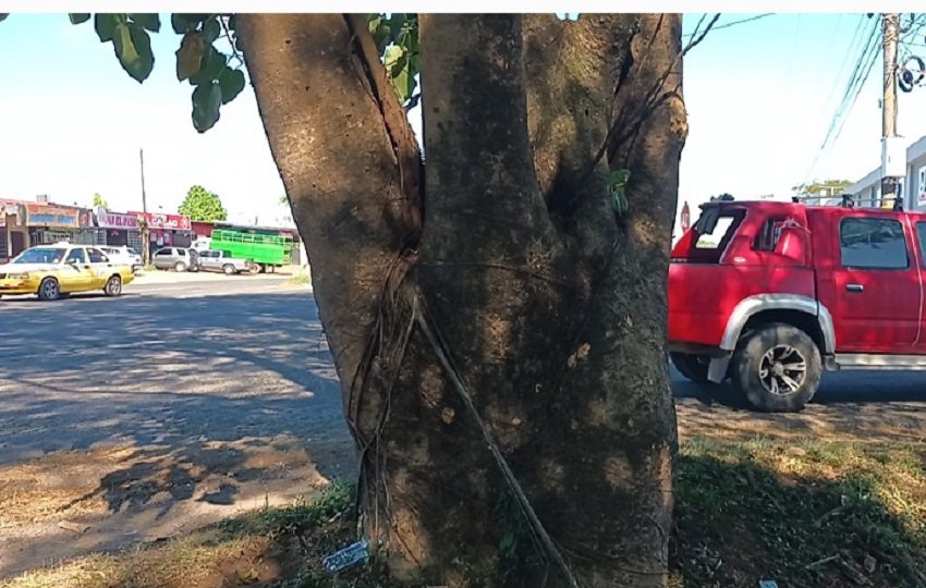 La alcaldía de Santiago precisó que se realizan los consultas pertinentes para tomar la determinación correspondiente. Foto. Melquíades Vásquez