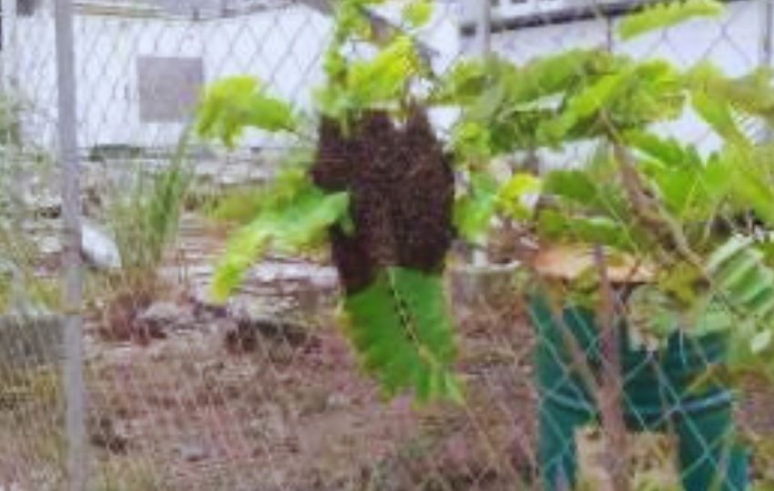Abejas africanas. Foto: Cortesía