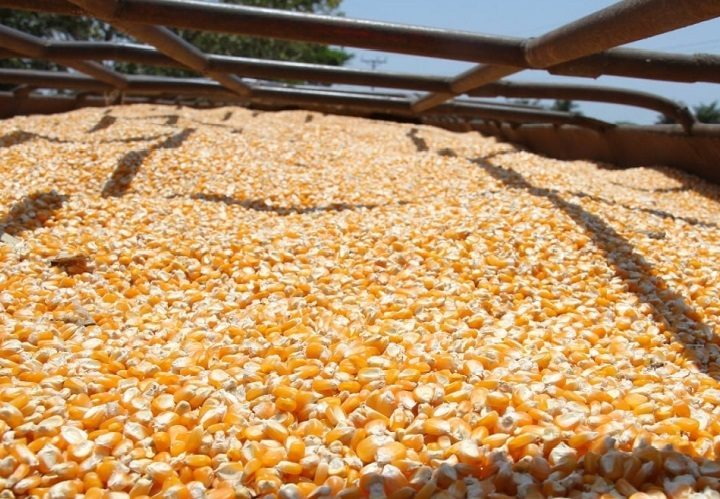 La provincia de Los Santos, responsable de cerca del 90% de la producción nacional de maíz. Foto. Thays Domínguez