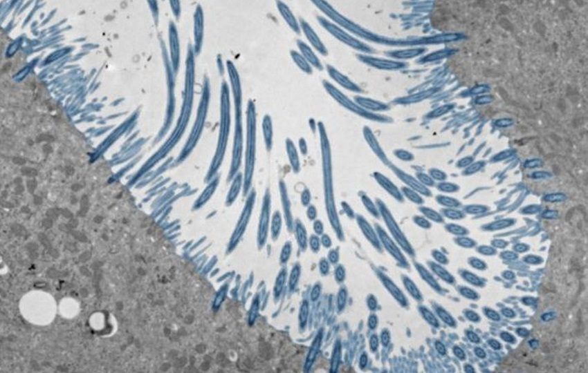 Micrografía electrónica de organoides epiteliales nasales humanos. Foto: EFE