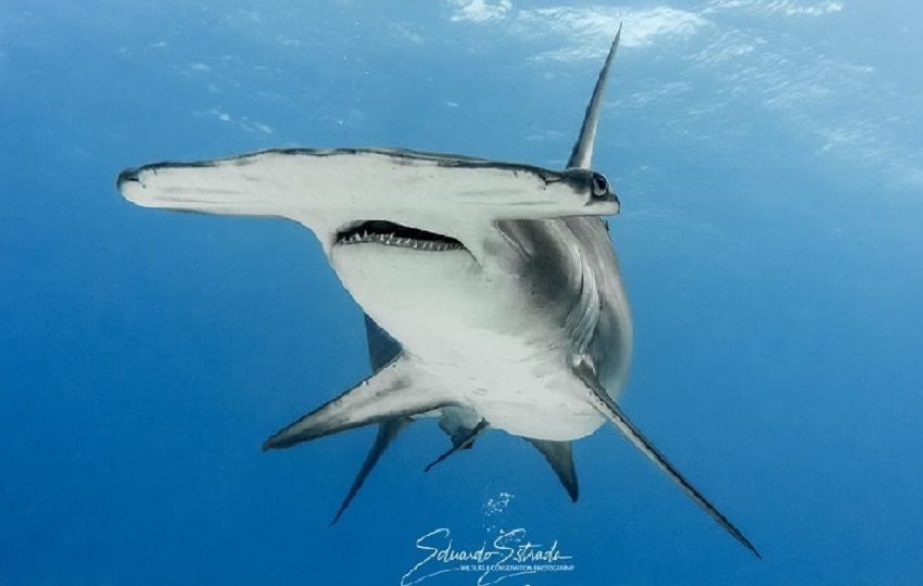 Esta medida estará vigente hasta que se desarrollen investigaciones científicas por especie Foto @eestrada_wildlifephoto