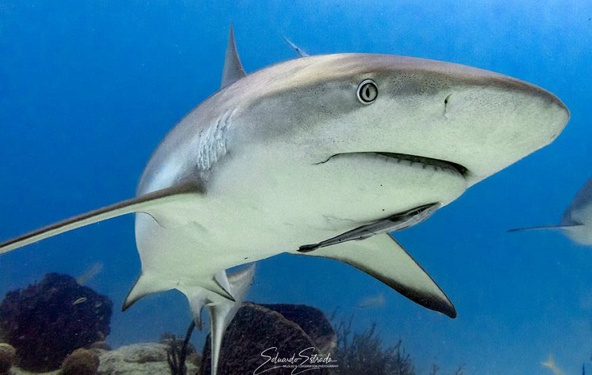 Esta medida estará vigente hasta que se desarrollen investigaciones científicas por especie Foto @eestrada_wildlifephoto