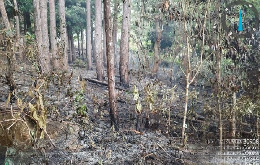 En el 2025, los "camisas rojas" atendieron más de 334 casos de incendios de masa vegetal en Panamá Oeste. Foto. Archivo