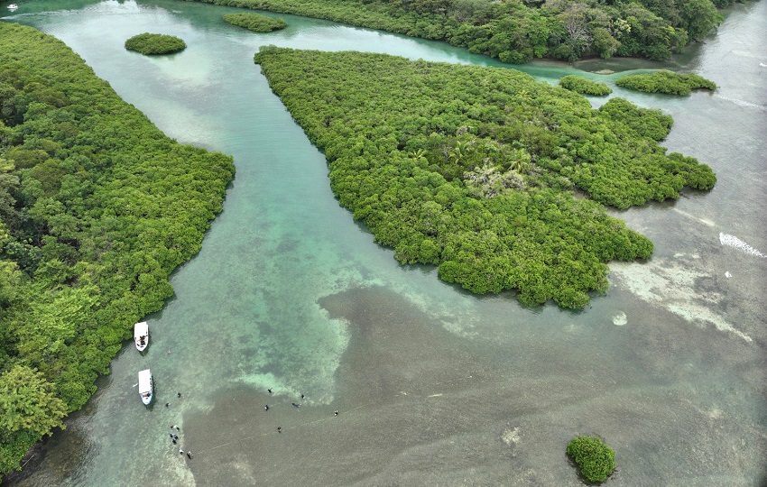  Panamá cuenta con una amplia riqueza de humedales distribuidos tanto en zonas costeras como continentales. Foto: EFE / Mi Ambiente