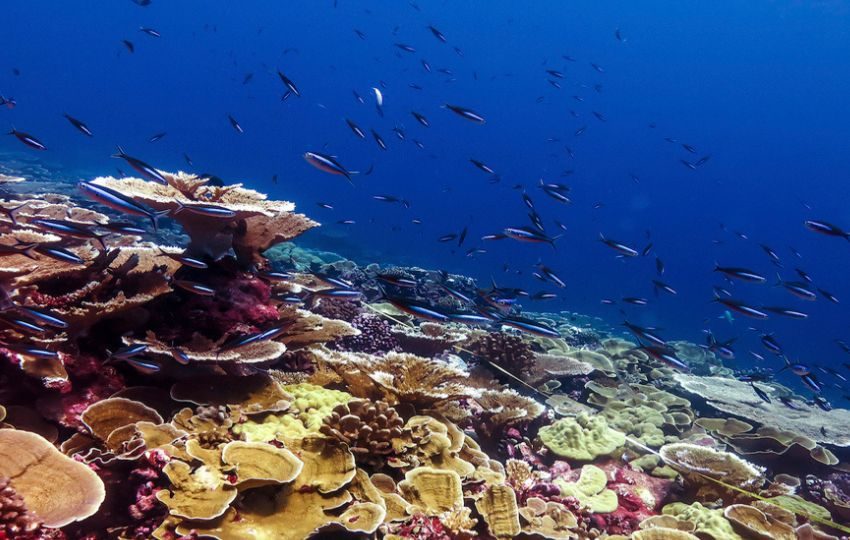 Corales en la Isla de Navidad. Foto: EFE