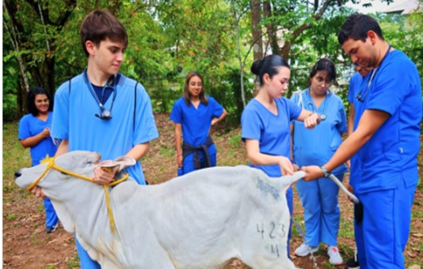 El interés por la carrera de veterinaria es muy alto. 