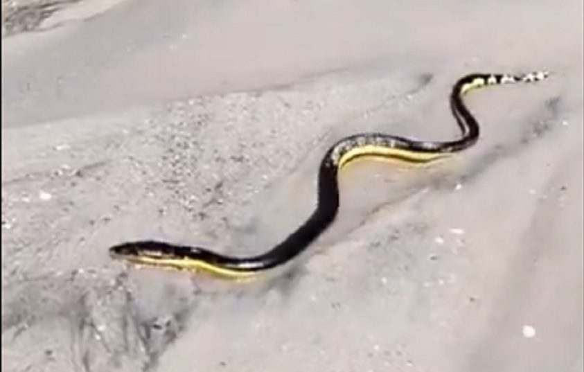 Una serpiente marina hallada en una playa de Panamá Oeste. Foto: Cortesía