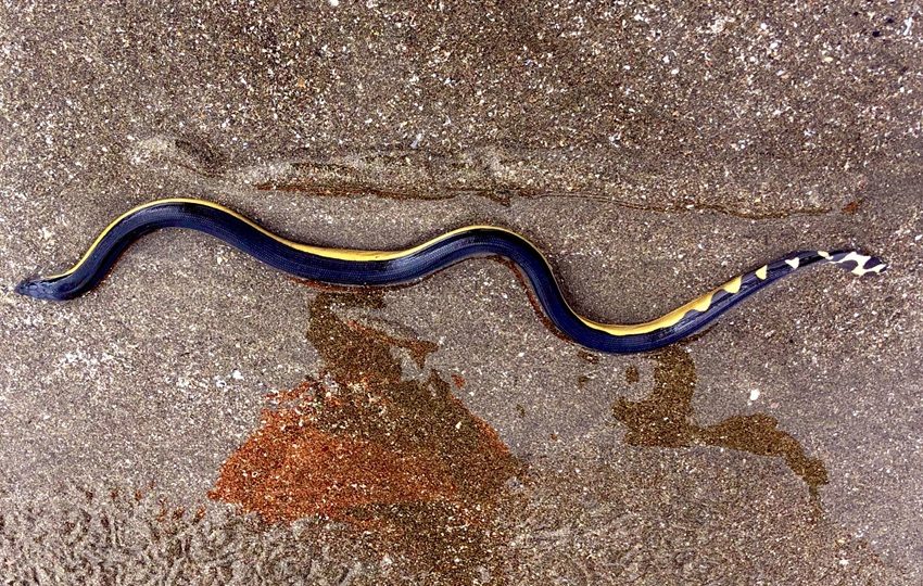 »La serpiente marina de vientre amarillo se ha visto por estos días en las playas del Pacífico. Foto: Sinaproc