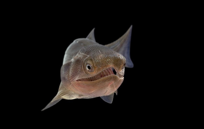 Reconstrucción del osteíctio más antiguo, Eosteus chongqingensis. Crédito: NICE PaleoVislab