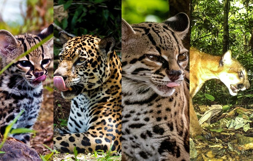 Panamá avanza en una agenda integral para la conservación de los felinos silvestres. Foto: Mi Ambiente