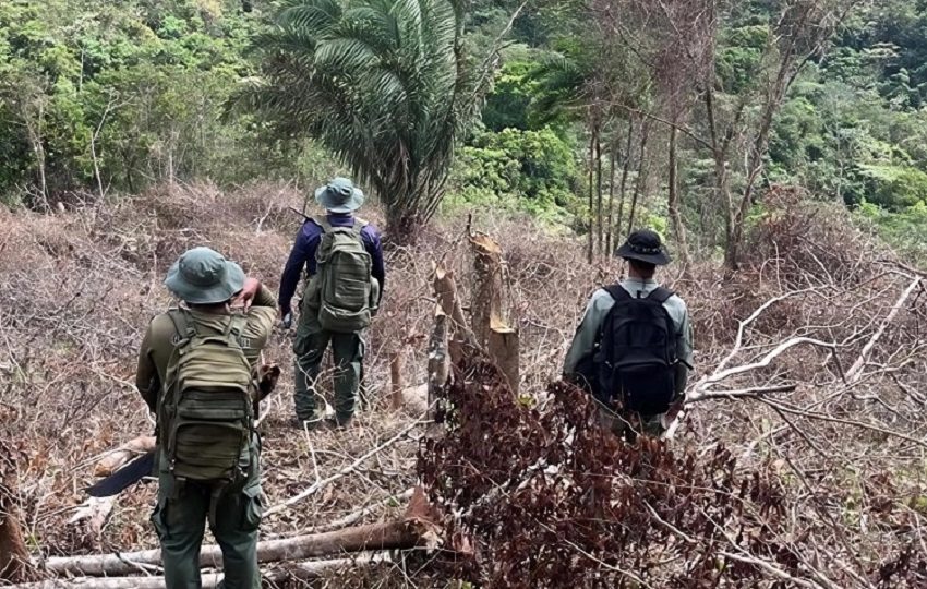 Hasta ahora, no se ha logrado ubicar a los responsables de la tala, pese a las labores de inspección y seguimiento realizadas en el área.
