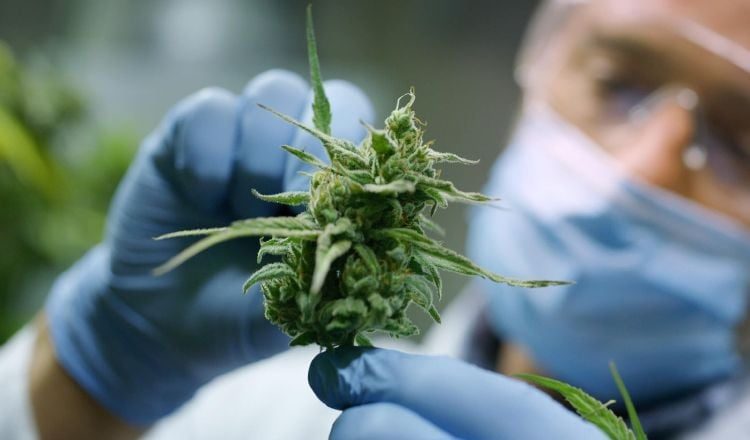 La Dirección Nacional de Farmacia y Drogas ha emitido un total de tres licencias de fabricación de derivados de cannabis medicinal. Foto: Cortesía 