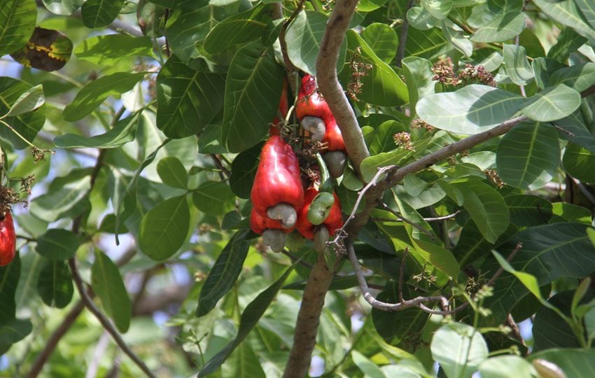 El marañónal ha experimentado en los últimos años una marcada reducción en su productividad. 