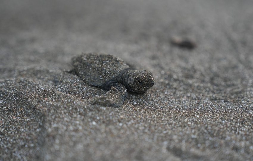 Este plan que busca proteger a todas las tortugas marinas que llegan a Panamá. Foto: Cortesía