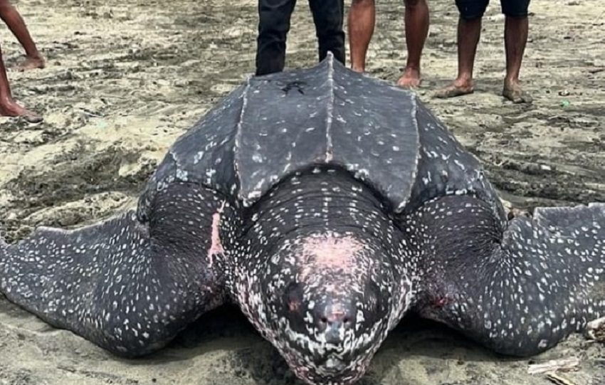 Algunos residentes se encontraban limpiando la playa por el sargazo en las costas cuando vieron al reptil y procedieron a ayudarla para que regresara al mar. Foto. Cortesía