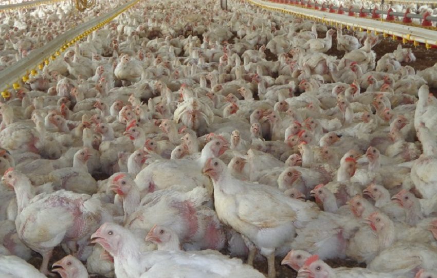 Hay preocupación entre los avicultores por el impacto de las importaciones de carne de pollo provenientes de mercados internacionales.