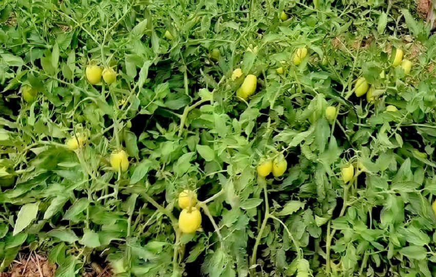 Si no se apoya al productor, el consumidor será el que sufrirá las consecuencias con precios más altos. Foto. Archivo