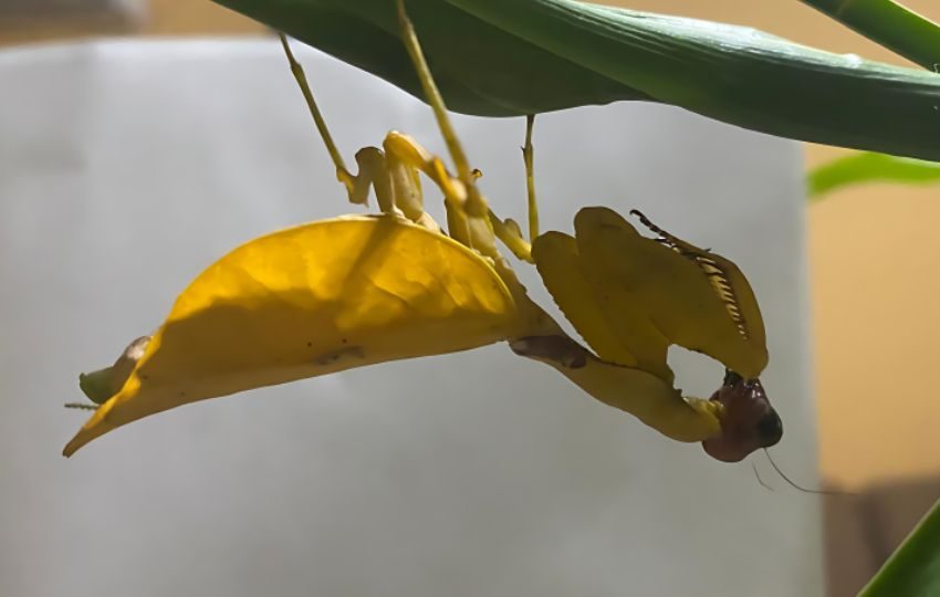 Mantis religiosa amarilla. Foto: Cortesía