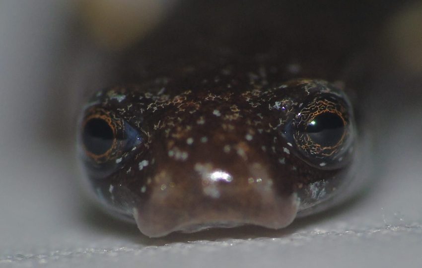 La salamandra 'Oedipina berlini' es una especie de pequeño tamaño. Foto: Cortesía