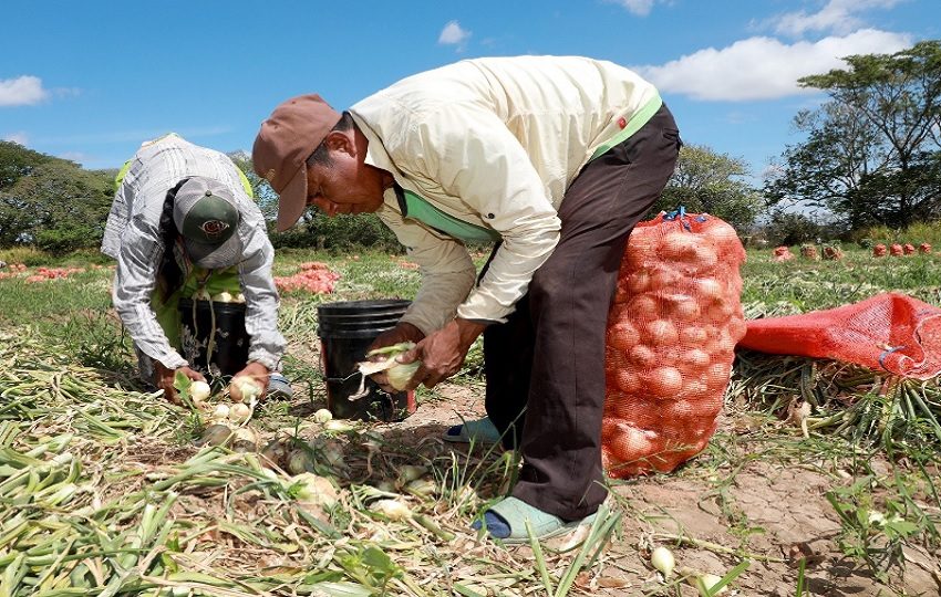 La cosecha de cebolla en Natá inició con buen ritmo con el fin de abastecer al mercado del producto nacional. Foto: Cortesía