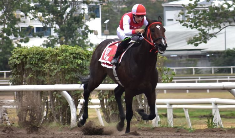 El caballo argentino Nux. Foto: Cortesía