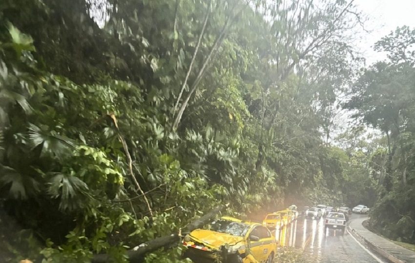 La caída de árboles afectó el libre tránsito, además un taxi también resultó con daños.
