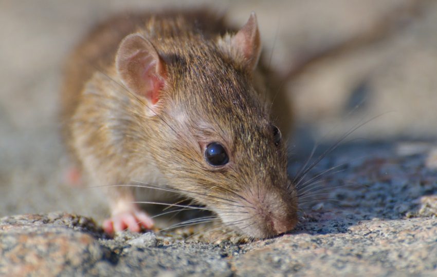 Los hantavirus son una familia de virus que afecta fundamentalmente a los roedores.  Foto: Wirestock / Freepik