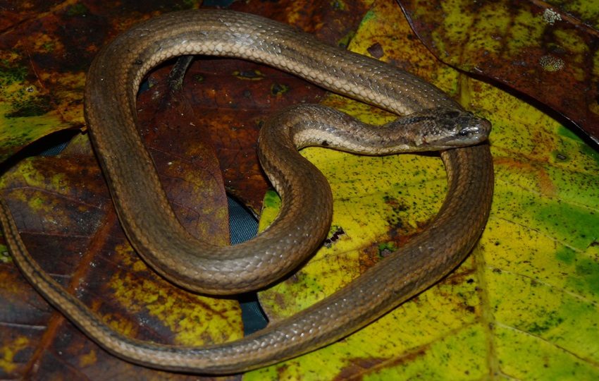 Imagen de la serpiente T. mocquardi. Foto: Marcos Ponce