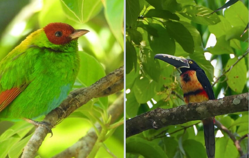 Panamá es un paraíso para las aves. Foto: MiAmbiente