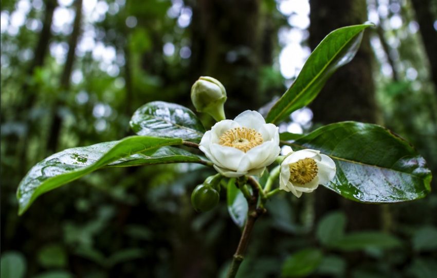 Un aporte significativo al conocimiento de la biodiversidad panameña. Foto: Cortesía