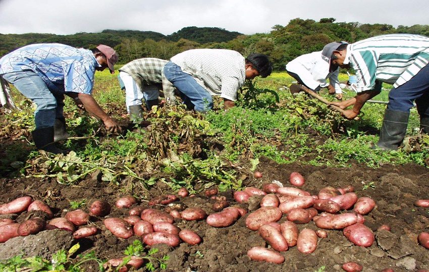  Las lluvias controladas en la cordillera central del país, producto del cambio climático, podrían beneficiar la producción de hortalizas.  Archivo
