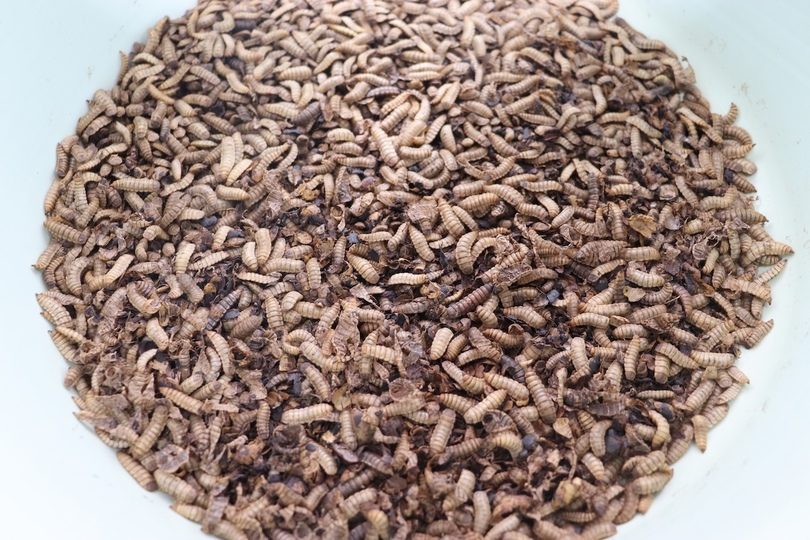 Las larvas de la mosca soldado negra son reconocidas por su alta capacidad de bioconversión. Foto: Cortesía 