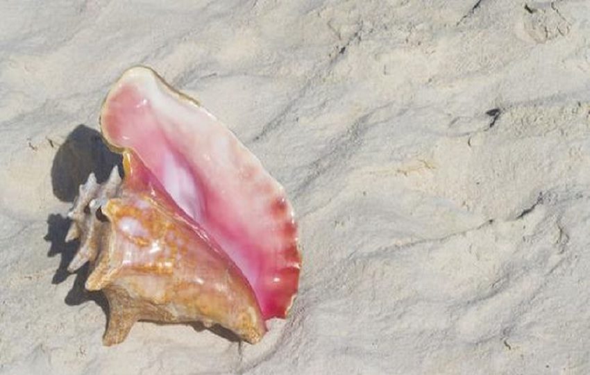 La medida de la ARAP busca frenar la sobreexplotación de caracoles marinos.  