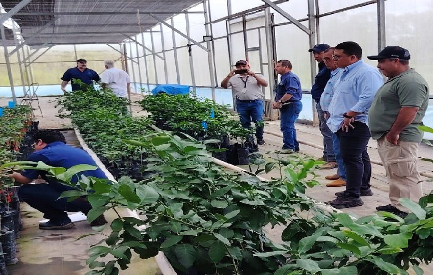 MIDA desarrolla giras técnicas y talleres regionales para impulsar cultivos. 
