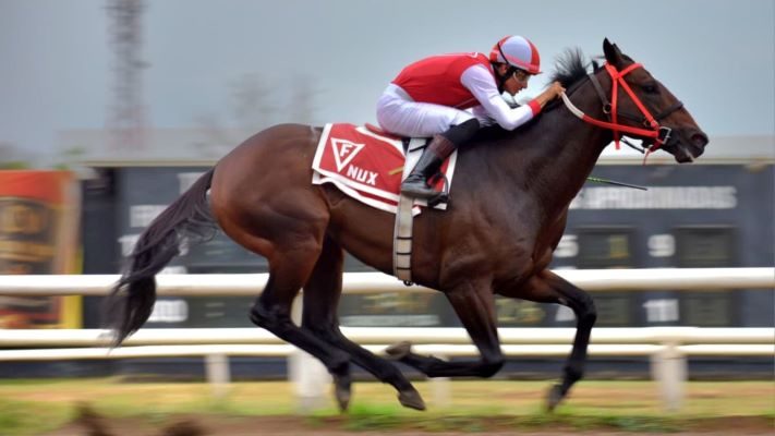 El ejemplar argentino Nux. Foto; Boris Valdivieso
