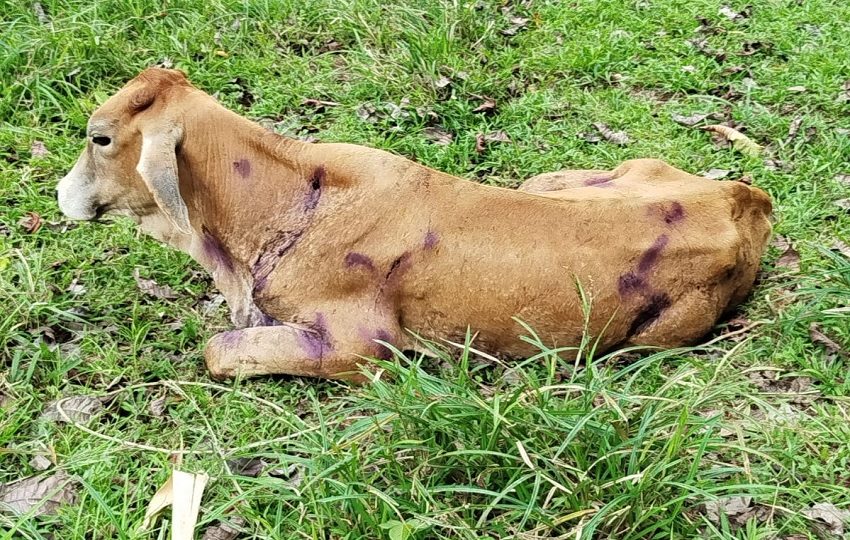 Ganado afectado por mordidas de  murciélagos hematófago, riesgo que el MIDA busca controlar en Colón. 