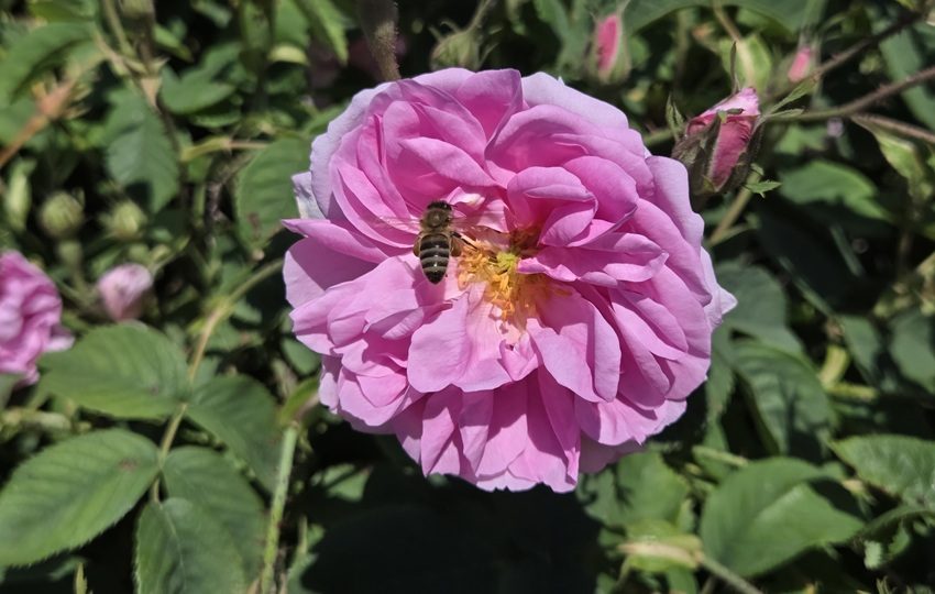 La rosa de Damasco florece entre mayo y junio.