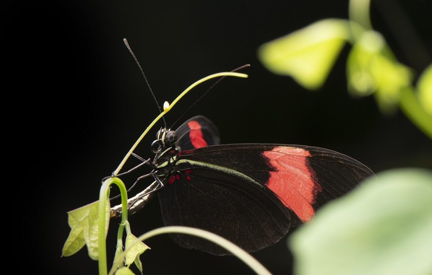 Las Heliconius tienen una de las esperanzas de vida adultas más largas documentadas.